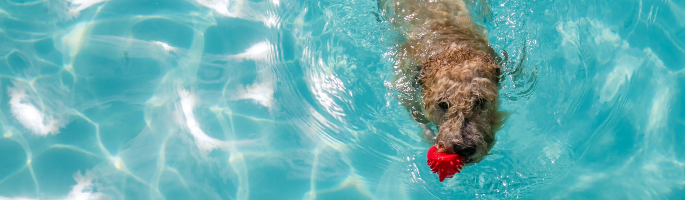 Dog Swimming in a pool with a red chew toy